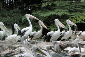 pelicans